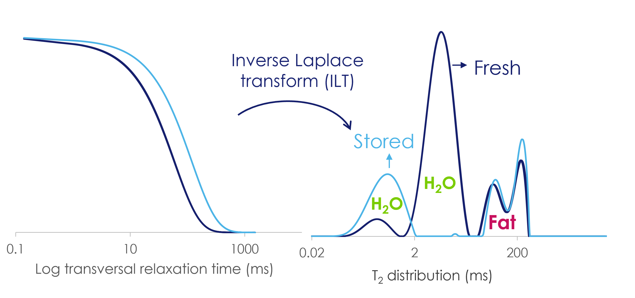 CPMG T2 decay and corresponding 1D ILT-T2 distribution