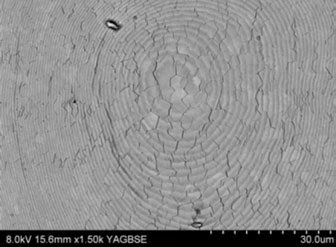 Figure 1b: Lower magnification backscattered electron image of the cut and polished calotte surface showing concentric growth rings