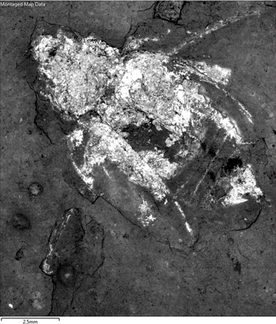 Fig 4a. Montaged electron image covering the entire beetle fossil
